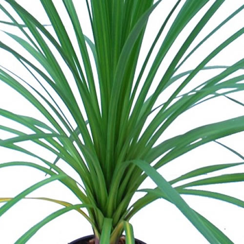 Cordyline Australis (9cm)