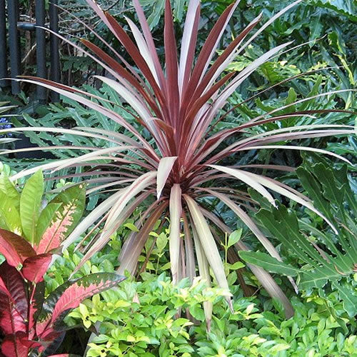 Cordyline Red Star (9cm)