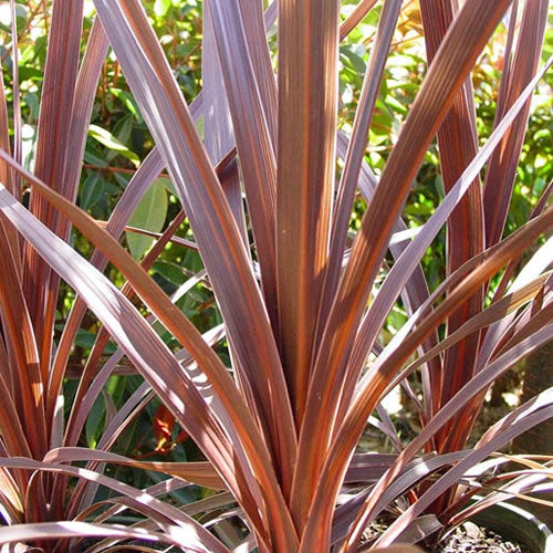 Cordyline Red Star (9cm)
