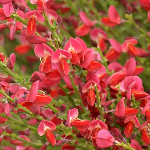 Cytisus Boskoop Ruby (9cm)