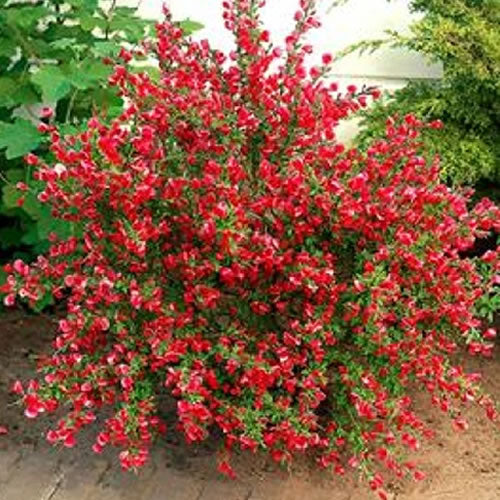 Cytisus Boskoop Ruby (9cm)