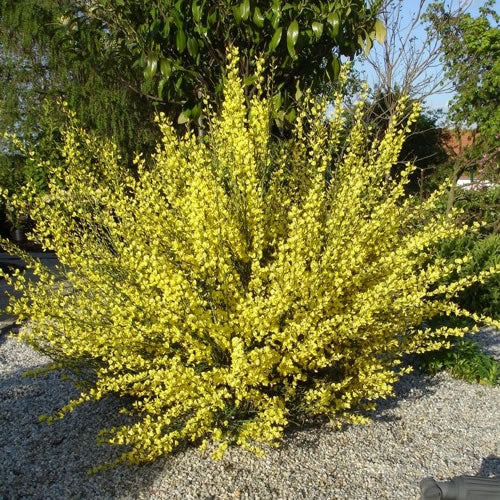 Cytisus Allgold (9cm)