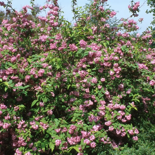 Deutzia Magicien (9cm)