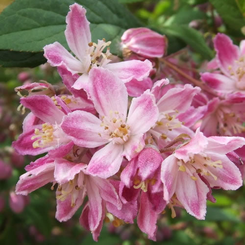 Deutzia Magicien (9cm)