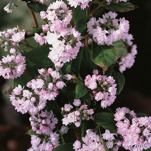 Deutzia Pink Pompom (9cm)