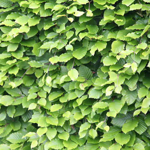 Fagus Sylvatica (9cm, Pack of 50)