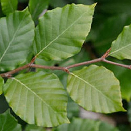 Fagus Sylvatica (9cm, Pack of 5)