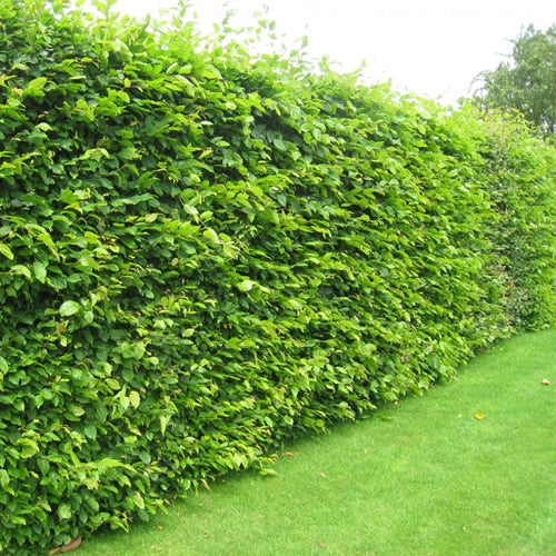 Fagus Sylvatica (9cm, Pack of 50)