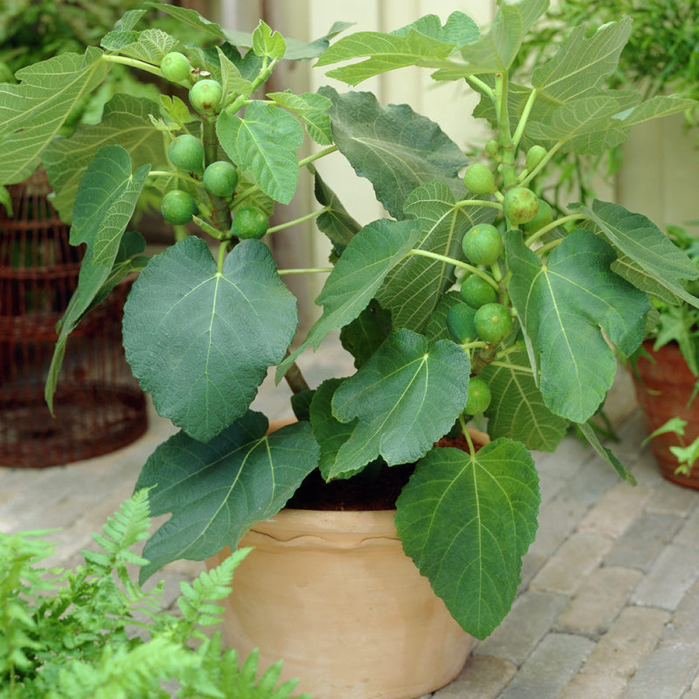 Fig Jerusalem (9cm)
