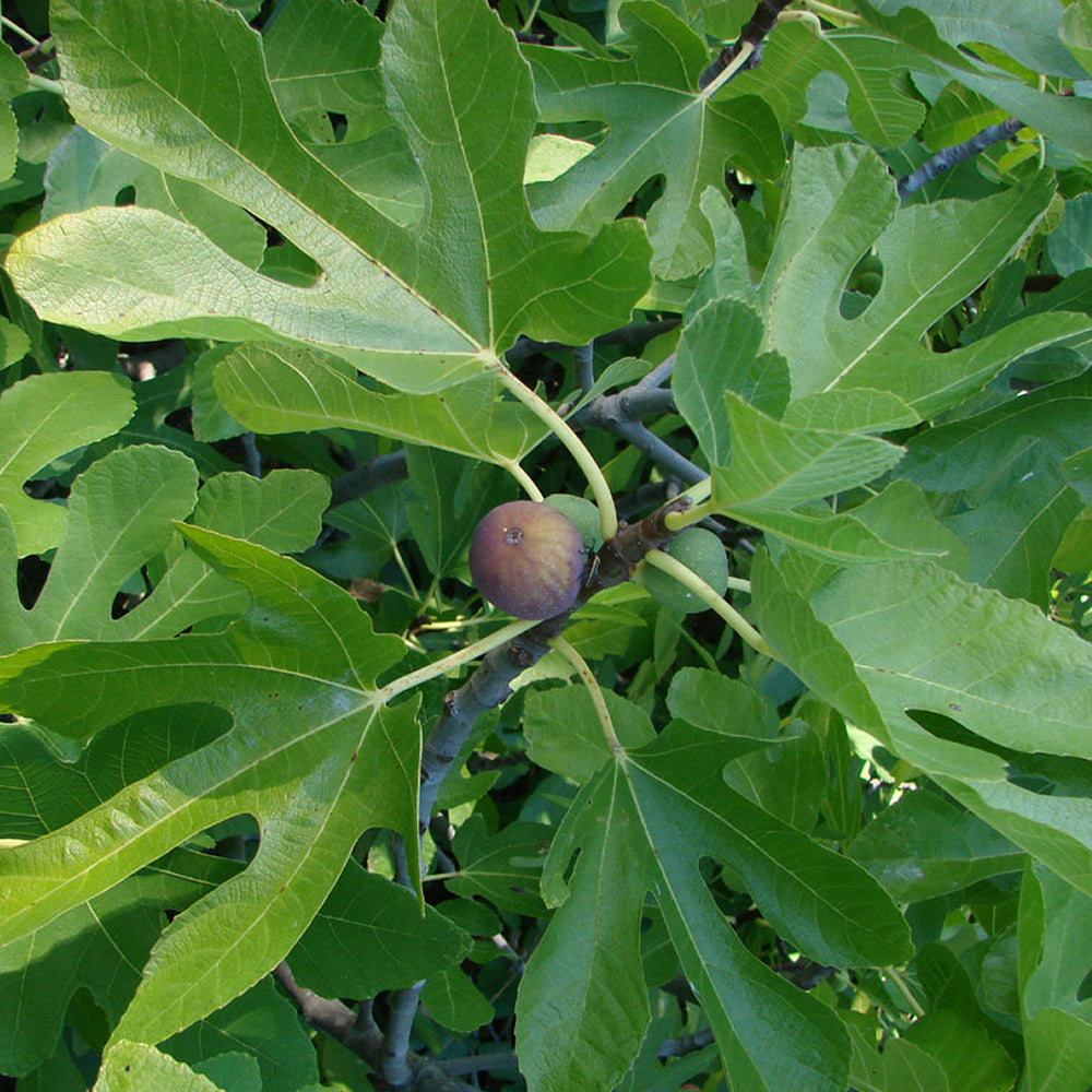 Fig Jerusalem (9cm, Pack of 2)