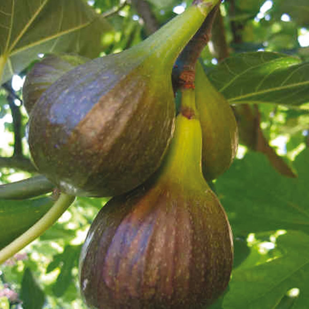 Fig Jerusalem (9cm, Pack of 2)