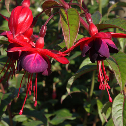 Fuchsia Lady Boothby (9cm)
