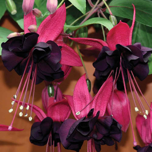 Fuchsia Lady in Black (9cm)