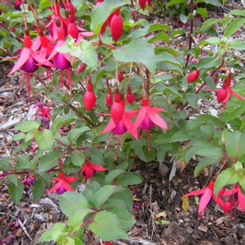 Fuchsia Mrs Popple (9cm)