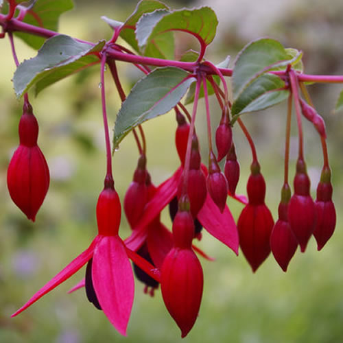 Fuchsia Mrs Popple (9cm)