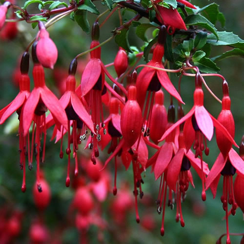 Fuchsia Riccartonii (9cm)