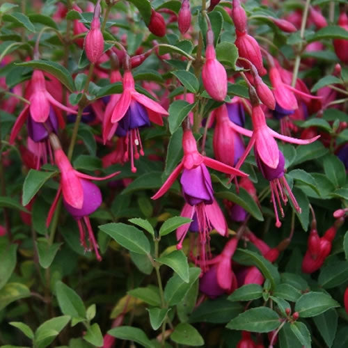 Fuchsia Tom Thumb (9cm)