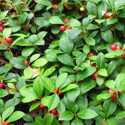 Gaultheria Checkerberry (10.5cm)