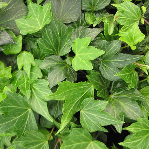 Hedera Green (9cm, 3 plants)