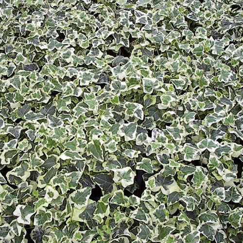 Hedera White-Edged (9cm)