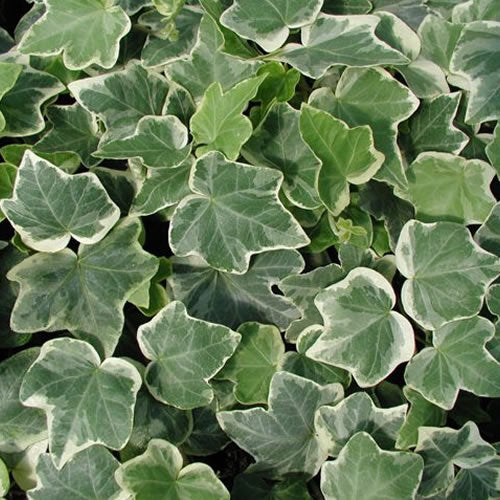 Hedera White Edged (9cm, 5 plants)