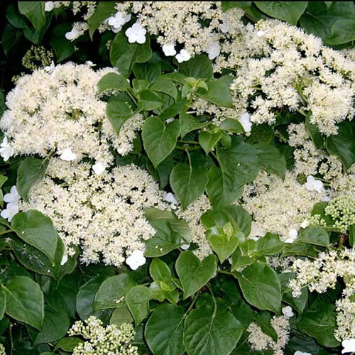 Hydrangea Petiolaris (9cm)