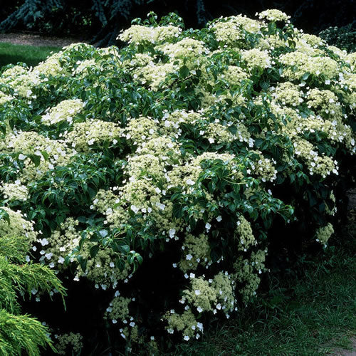 Hydrangea Petiolaris (9cm)