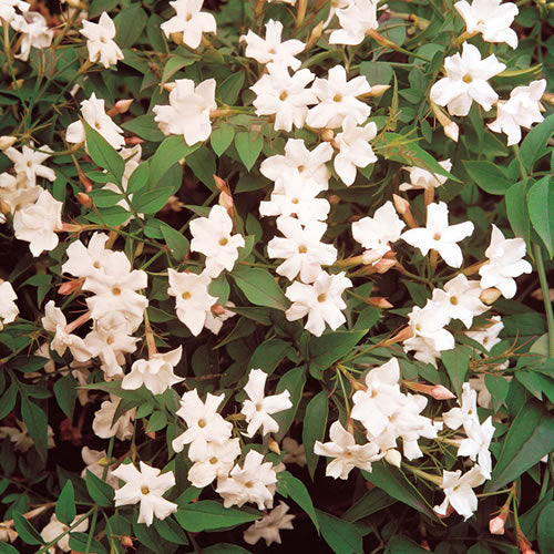 Jasminum Officinale (9cm)