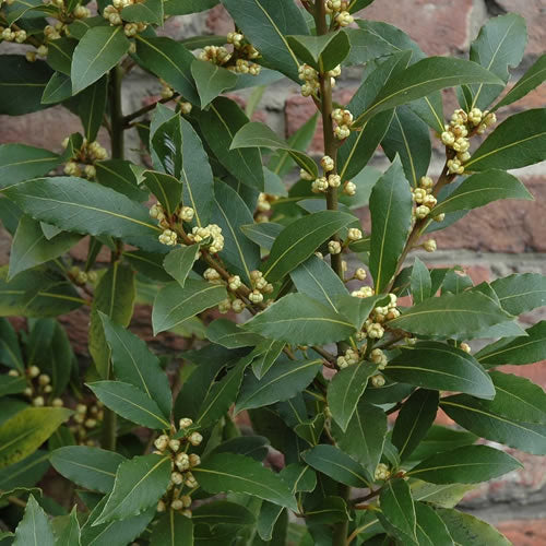 Laurus nobilis (10cm)