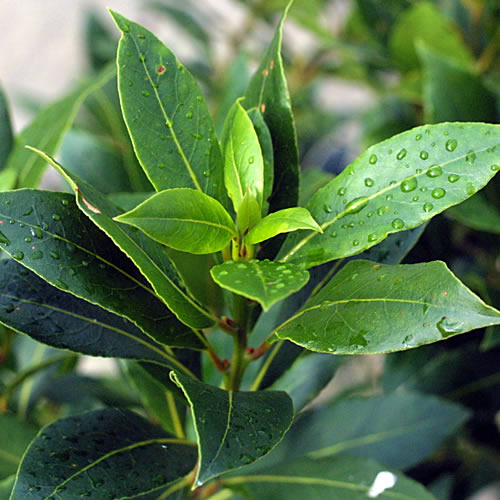 Laurus Nobilis 10cm #3