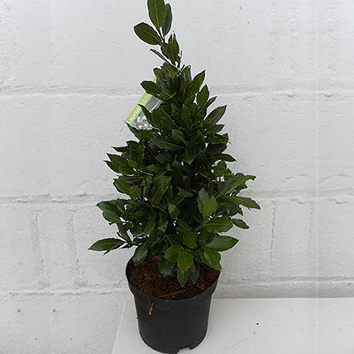 Laurus Nobilis 10cm #3