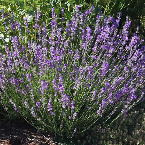 Lavender Angustifolia (9cm, Pack of 6)