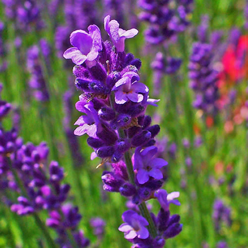 Lavender Angustifolia (9cm, Pack of 6)