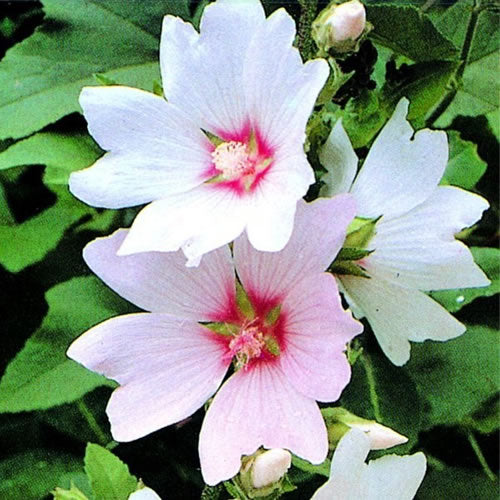 Lavatera Barnsley Baby (9cm)