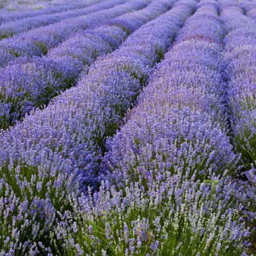 Lavender Hidcote (9cm, Pack of 15)