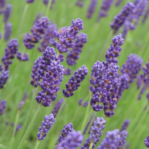 Lavender Hidcote (9cm, Pack of 75)