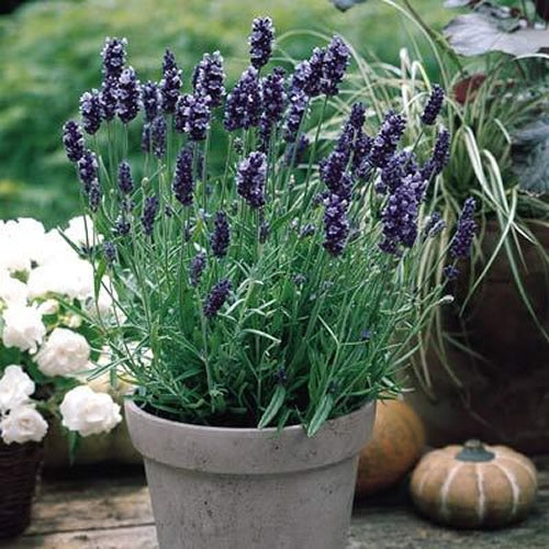 Lavender Hidcote (9cm, Pack of 75)