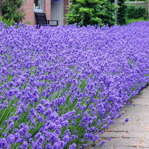 Lavender Hidcote (9cm, Pack of 25)