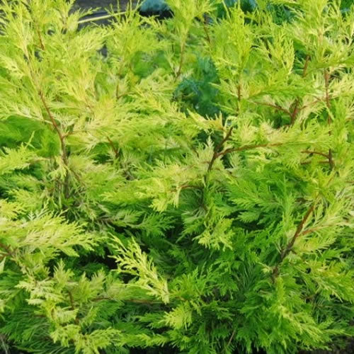 Leylandii Gold (9cm, Pack of 5)