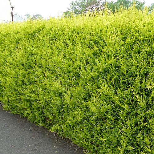 Leylandii Gold (9cm, Pack of 20)