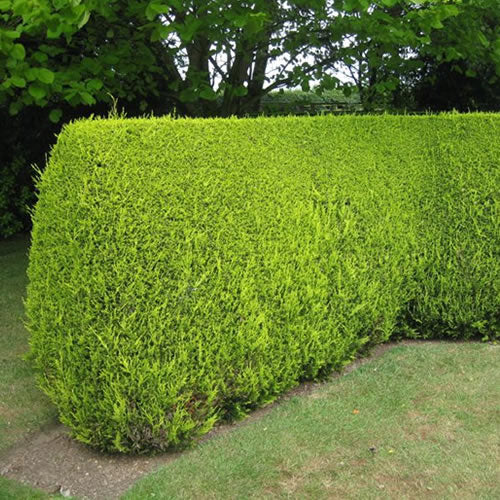 Leylandii Gold (9cm, Pack of 20)