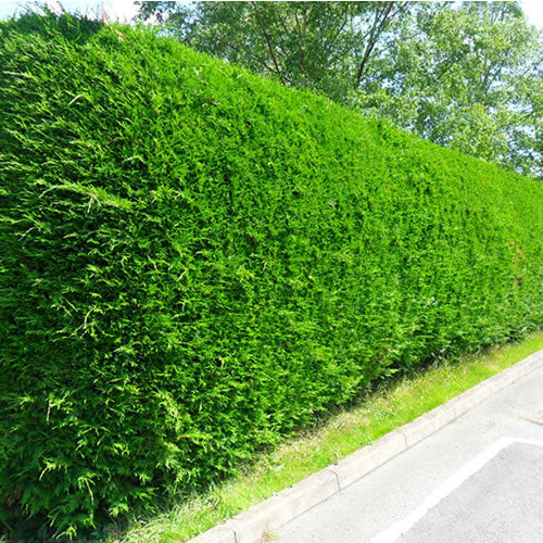 Leylandii Green (9cm)