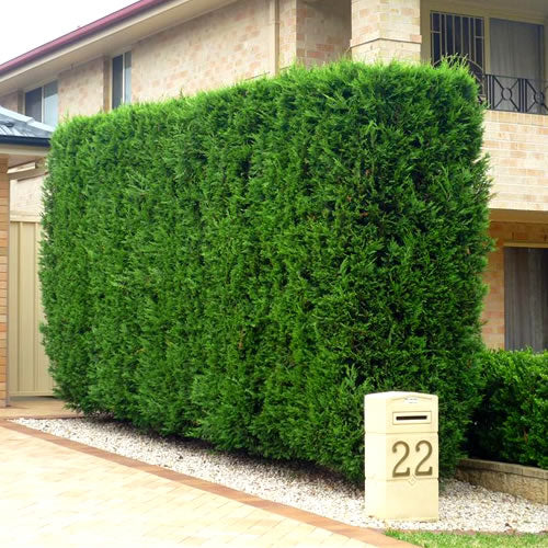 Leylandii Green (9cm, Pack of 25)