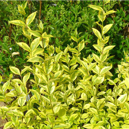 Ligustrum Aureum (9cm, Pack of 15)