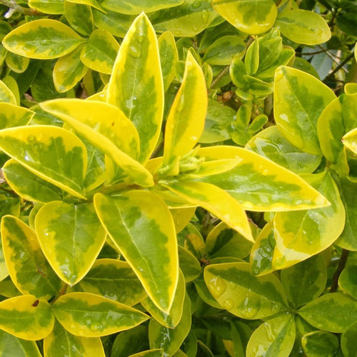 Ligustrum Aureum (9cm, Pack of 15)