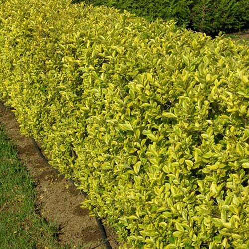 Ligustrum Aureum (9cm, Pack of 15)