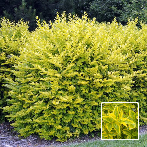 Ligustrum Aureum (9cm, Pack of 15)