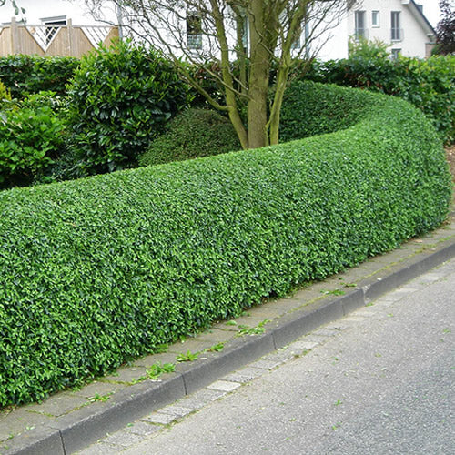 Ligustrum Ovalifolium (9cm, Pack of 50)