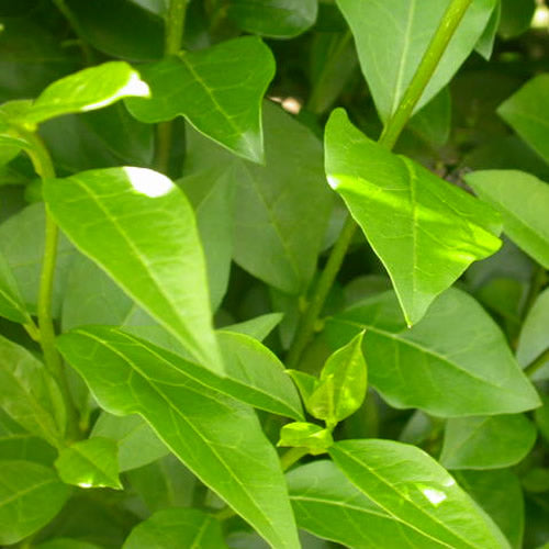 Ligustrum Ovalifolium (9cm, Pack of 100)