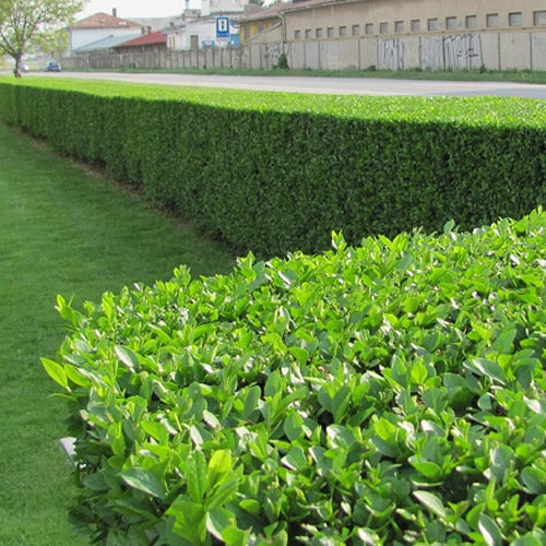 Ligustrum Ovalifolium (9cm, Pack of 50)